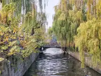 滿城盡飛黃金葉，紹興古城河清園秋色正迷人