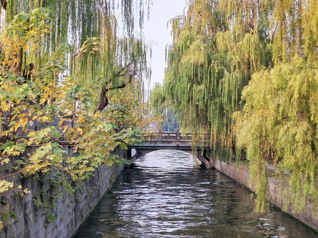 滿城盡飛黃金葉，紹興古城河清園秋色正迷人