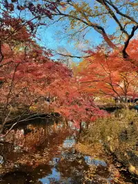 不在京都2025上海賞楓天花板