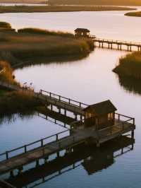 上海最近的「海上日出」!崇明東灘騎行觀鳥全攻略