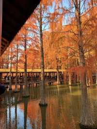 12.14上海青西郊野公園水杉紅了…附攻略