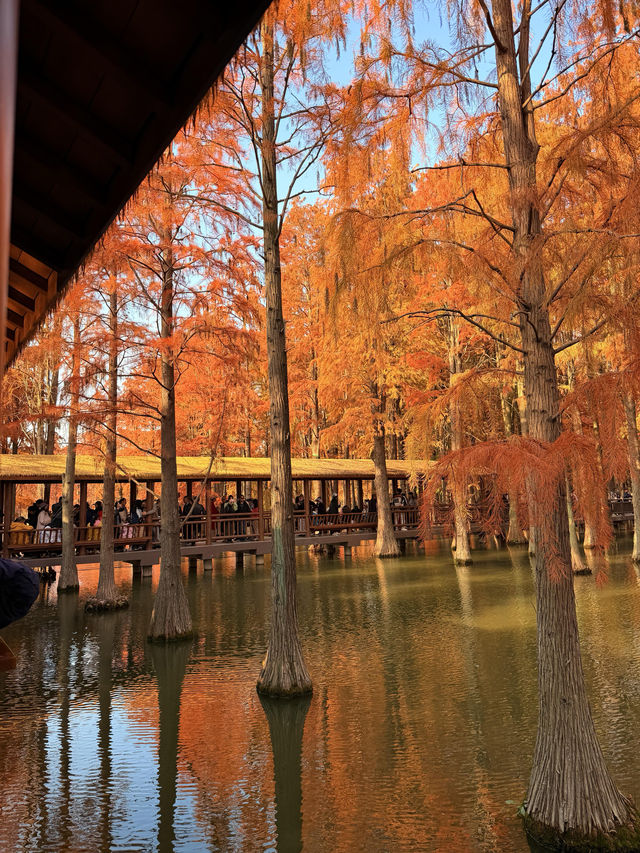 12.14上海青西郊野公園水杉紅了…附攻略 12.14上海青西郊野公園水杉紅了…附攻略