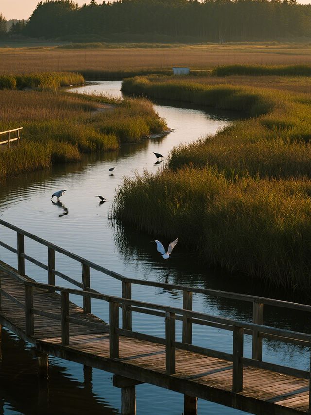 星空帳篷裡學做小漁民!東灘濕地邊的自然營地 星空帳篷裡學做小漁民!東灘濕地邊的自然營地