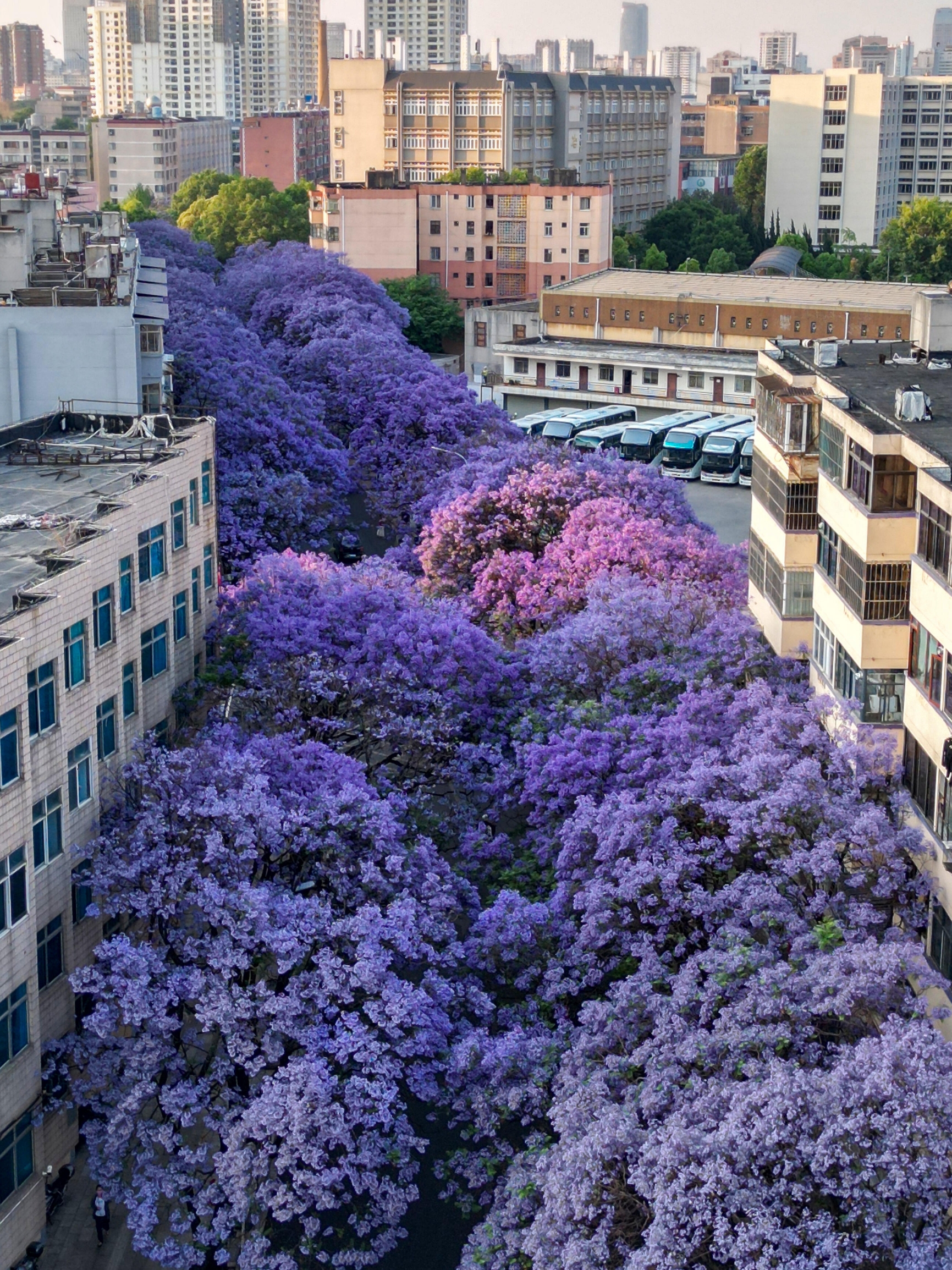 Kunming truly deserves its title as the Spring City.
From April to May, it is taken over by a dreamy sea of purple flowers,
gentle and healing, with an atmosphere that’s simply divine✨
Keep this comprehensive guide handy and set off as soon as the flowers bloom!
💜 Must-Visit Spots
1. Jiaochang Middle Road
Kunming’s top jacaranda avenue, a whole purple corridor perfect for legendary photos
2. Cuihu Park
Lake views + ancient architecture + jacarandas, the atmosphere is at its peak
3. Hongjin Road
Dense blooms, fewer people, perfect for photos—every shot looks like wallpaper-worthy art
4. Beijing Road · Jinxing Overpass
Romance in the city’s main thoroughfare, where traffic and flower seas frame each other
5. Along the Panlong River
Riverside flower corridor, stunning aerial views, overlooking a whole stretch of purple riverbank
📅 Best Viewing Period
Mid-April to mid-May
Peak Bloom: Late April to early May
Best for Photos: Early morning / evening, when the light is soft and perfect
📸 Photo Tips
- Outfit: White, cream, light blue go perfectly with purple
- Angles: Shoot upward to capture the blue sky, walk along the street for a sense of depth
- Props: Straw hats, books, canvas bags to maximize the artistic vibe
⚠️ Travel Tips
- Big temperature difference between morning and evening, remember to bring a light jacket
- Strong UV rays, make sure to apply sunscreen
- Enjoy flowers responsibly: don’t break branches, shake trees, or step on the grass
The bloom is short, but the romance lasts long💜
This spring, be sure to come to Kunming for a purple rendezvous!