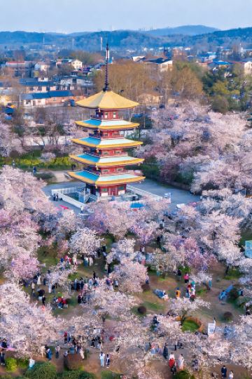 Complete Guide to Wuhan Cherry Blossoms Beyond Wuhan University and East Lake｜Don't Miss These Cherry Blossom Spots