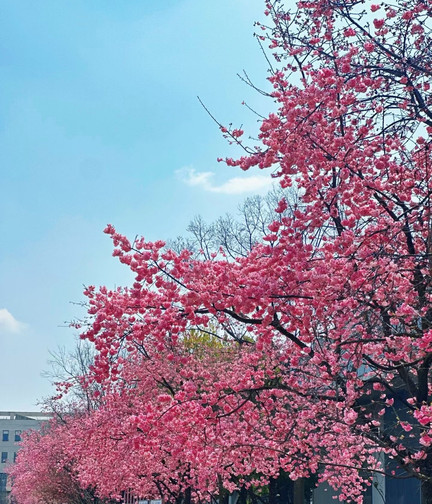春城の風🫧が桜をピンクの海に吹き上げる | Trip.com 昆明