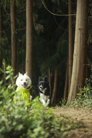 Chengdu Surroundings | This 3-kilometer forest oxygen bar is perfect for walking dogs
