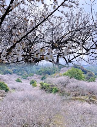 Shanwei Luhe Gongguang Plum Garden · Nanwan Flower Sea Tourist Area