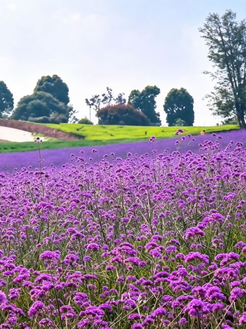 The jacaranda trees in Kunming are beautiful, but I have a hidden