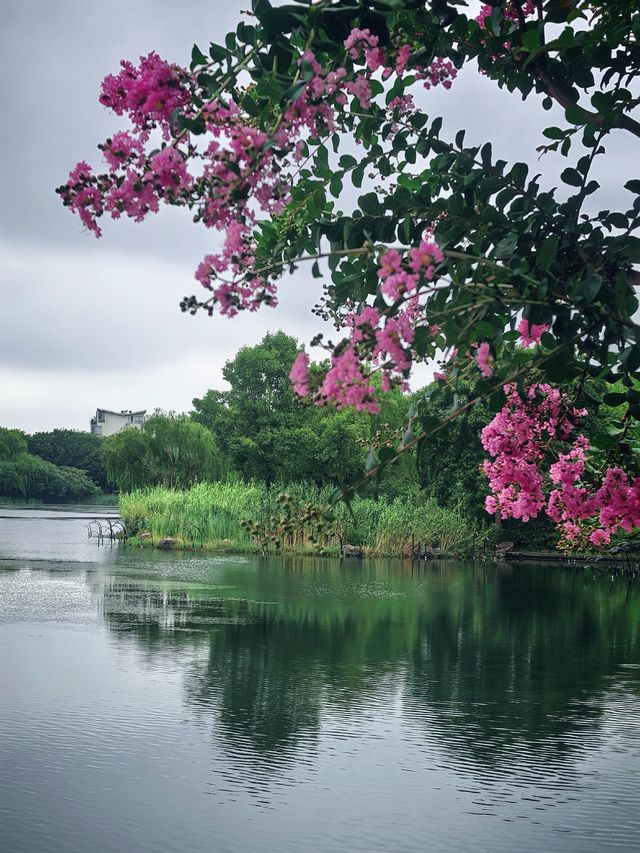 上海青浦夏陽湖畔|紫薇花開的夏日詩篇