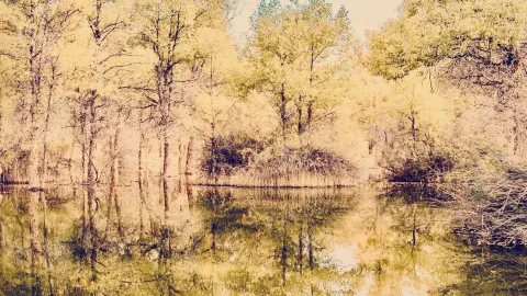 Senja di Perbatasan: Keindahan Populus Euphratica di Lembah Tersembunyi Yumin — traveler post in Yumin County