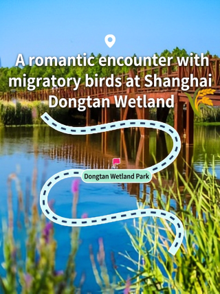 Chongming Dongtan Wetland Park | Head to the Yangtze River estuary for a romantic encounter with migratory birds