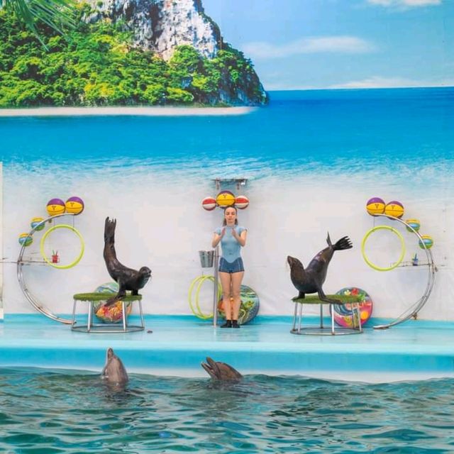  ดูแมวน้ำ 🦭 เล่นกับโลมา 🐬
Dolphins Bay Phuket