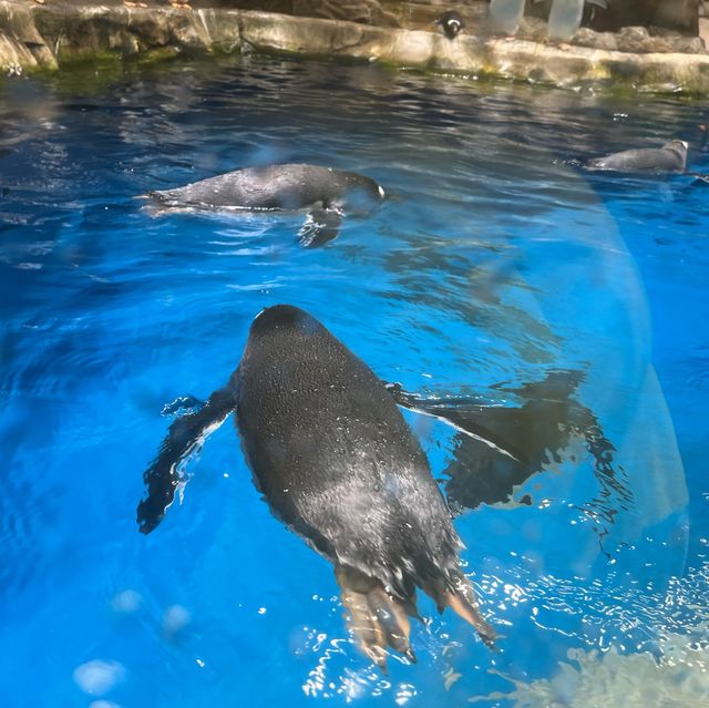 海洋公園：南極奇觀