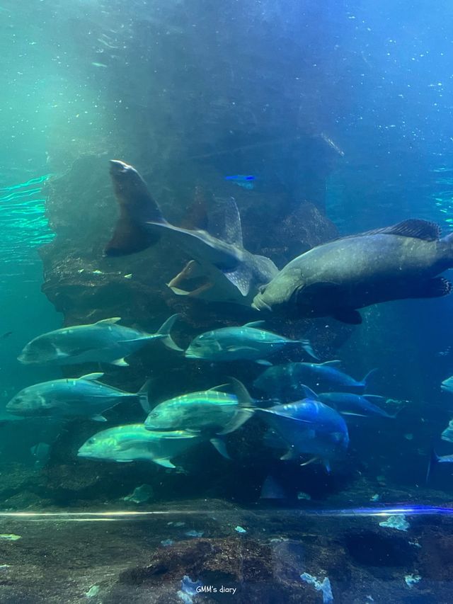 เที่ยวอควาเรียมสุดว้าวบนเกาะวินเพิร์ล 🐠✨
