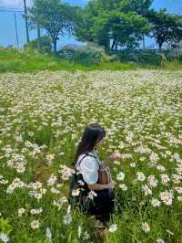 데이지꽃이 가득한 서산 용장천 🌼
