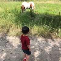 Kids Friendly Farm Chiyoda in Biei