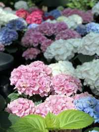 Miracle of Natural ฟาร์มดอกไม้เมืองหนาว ระยอง