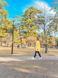 Friendly deer at Nara Park 