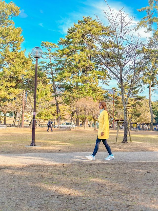 Friendly deer at Nara Park 