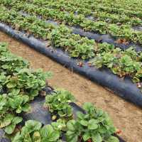 Rocky Creek Strawberry Farm
