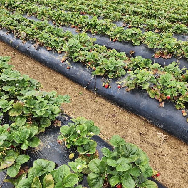 Rocky Creek Strawberry Farm