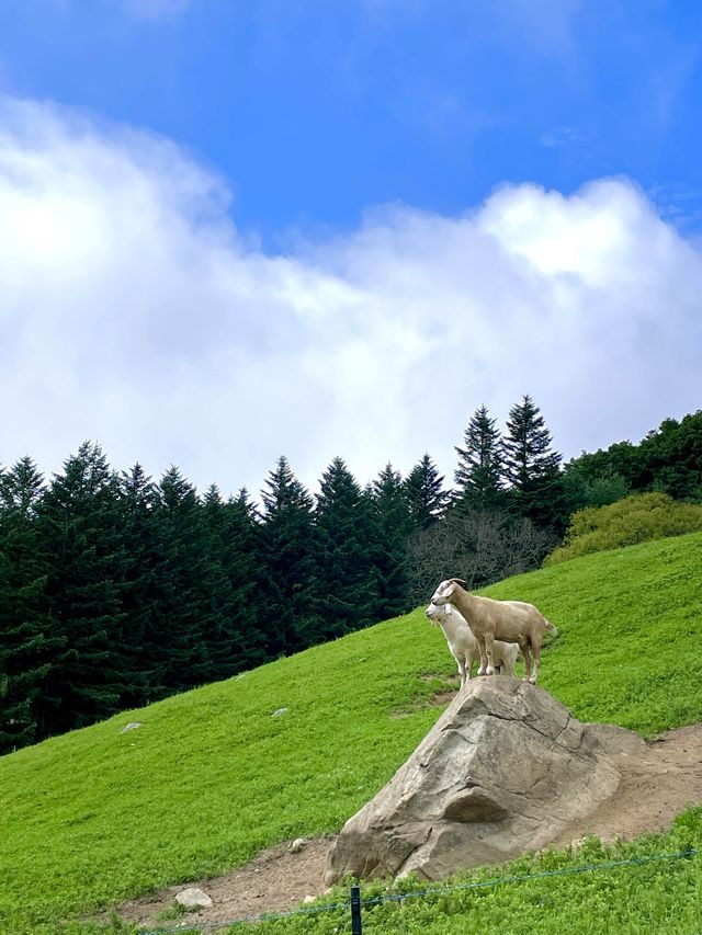 자연에서 뛰노는 양들을 가까이서 만날 수 있는 대관령 하늘목장🐑