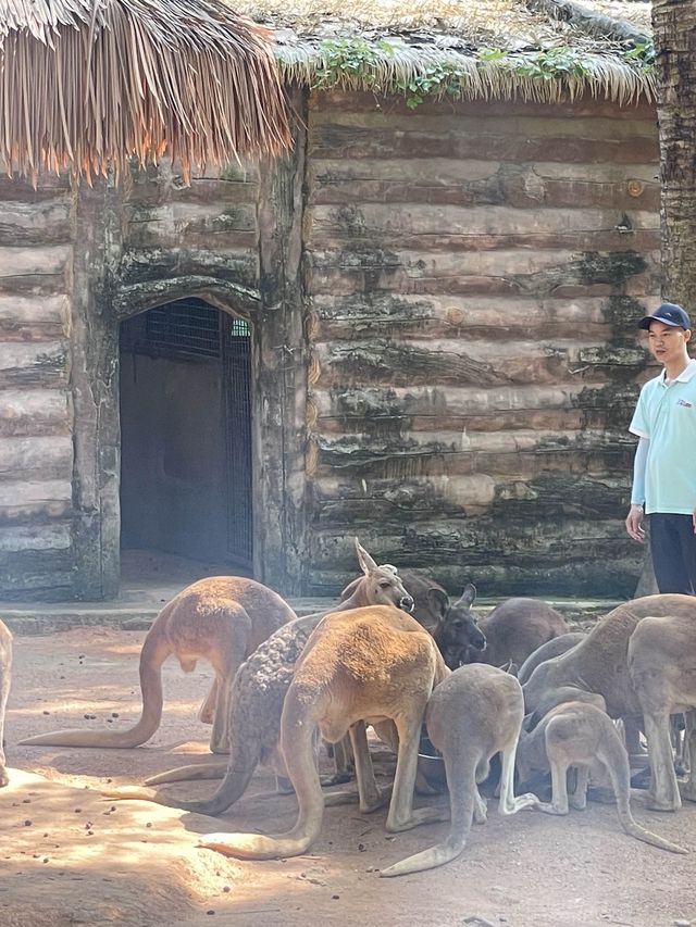 🇨🇳深圳｜親子遊x 深圳野生動物園🌟