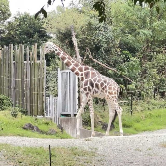 天王寺動物園：與萌物共度快樂時光！🦁🐼🌳