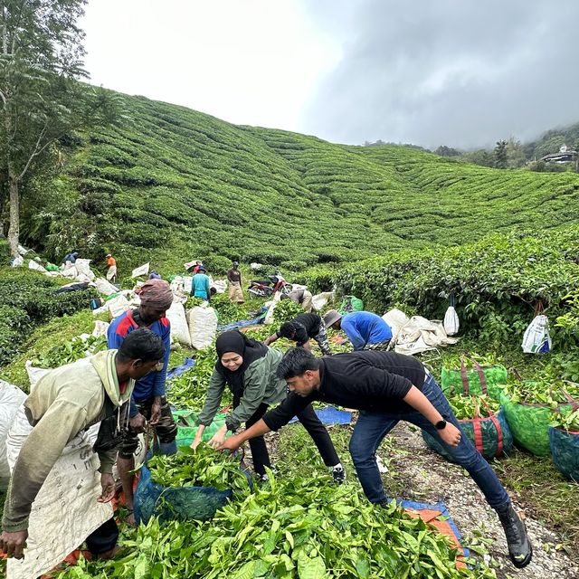 Cold Serene Cameron Highlands