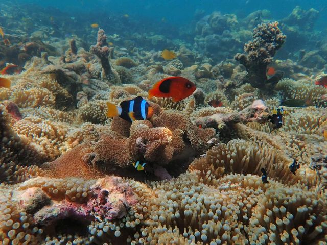 ชมทุ่งประการังที่เกาะย่านเชือก|ทะเลพม่า