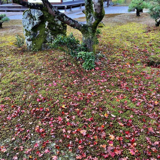 【京都府】足利義満が描いた極楽浄土の世界。秋の鹿苑寺へ