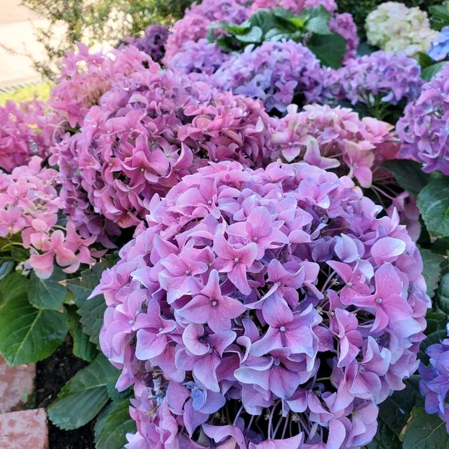 新年好去處之新春行大運。元朗公園