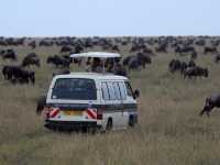 東非masai Mara 帳幕酒店動物大遷徙