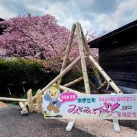 【伊豆】みなみの桜と菜の花まつり