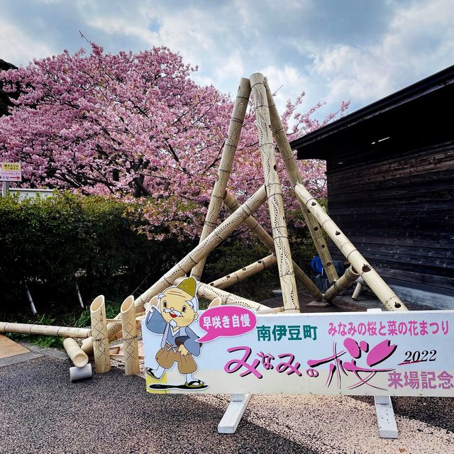 【伊豆】みなみの桜と菜の花まつり