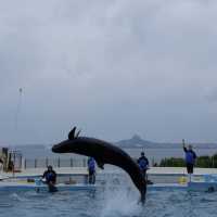 รีวิว - Okinawa Churaumi Aquarium @ญี่ปุ่น 🇯🇵