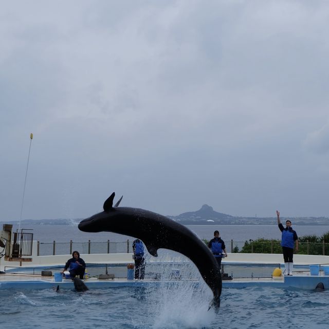 รีวิว - Okinawa Churaumi Aquarium @ญี่ปุ่น 🇯🇵