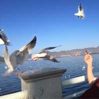 【昆明】船に乗らず湖の岸からカモメに餌をあげられます