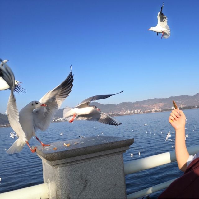 【昆明】船に乗らず湖の岸からカモメに餌をあげられます 【昆明】船に乗らず湖の岸からカモメに餌をあげられます