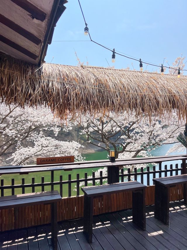 인정할 수 밖에 없는 용인 벚꽃뷰 카페 🌸