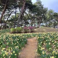 수선화명소 서산 유기방가옥