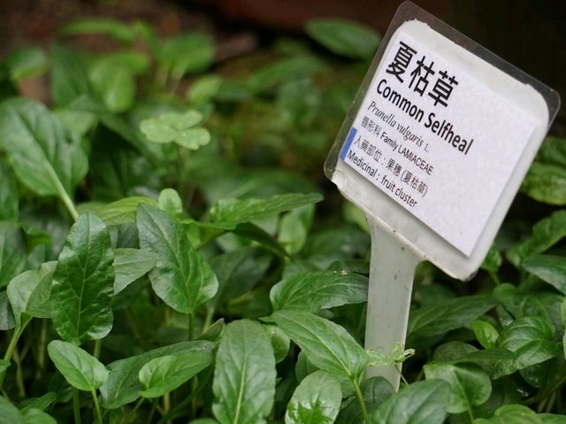 🏥走進香港醫學博物館❤️‍🔥🪴