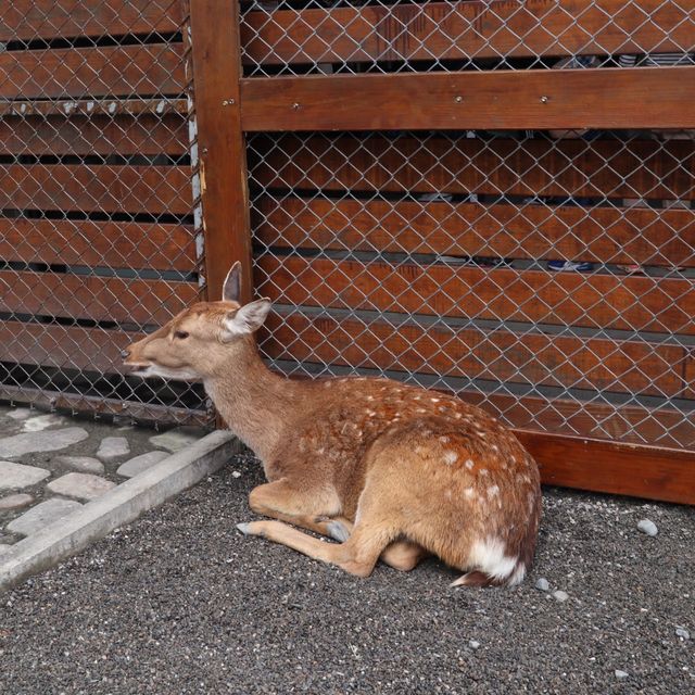 假裝在日本看鹿