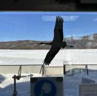 【北海道】室内からも見える！阿寒国際ツルセンター分館タンチョウ観察センター