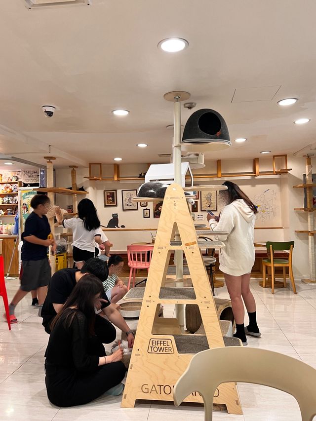 〖 韓国・明洞〗明洞の猫カフェが復活‼︎🐈　時間無制限でゆっくり過ごせます🙌🏻