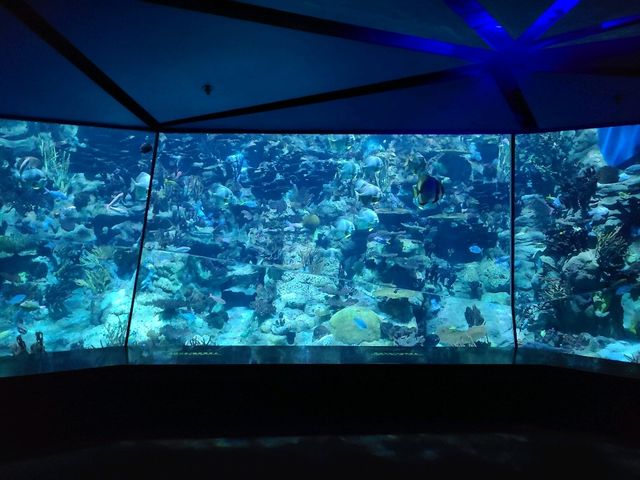 【重拾童年回憶~Ocean Park🎢】