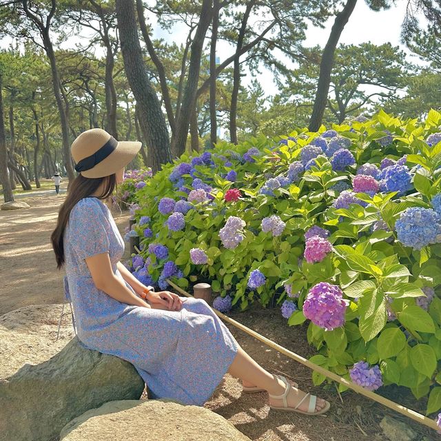 부산수국명소 해운대 송림공원