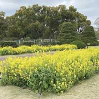 京都  四季折々のお花が楽しめるSPOT🌼