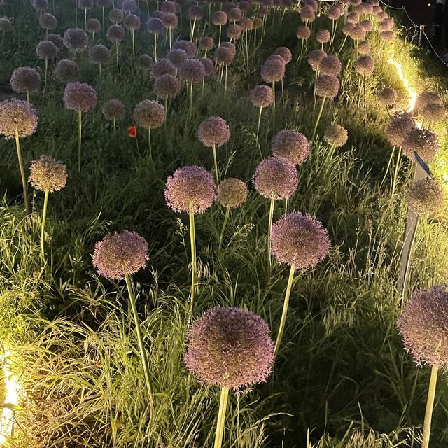 백만송이의 장미를 볼 수 있는 곳 “서울장미길”🥀